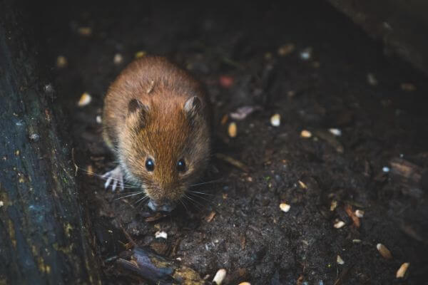 PEST CONTROL BERKHAMSTED, Hertfordshire. Pests Our Team Eliminate - Mice.