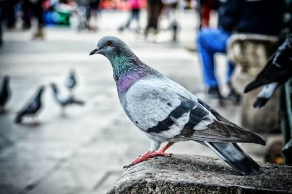 PEST CONTROL BERKHAMSTED, Hertfordshire. Pests Our Team Eliminate - Pigeons.