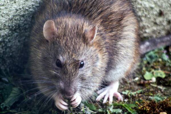 PEST CONTROL BERKHAMSTED, Hertfordshire. Pests Our Team Eliminate - Rats.