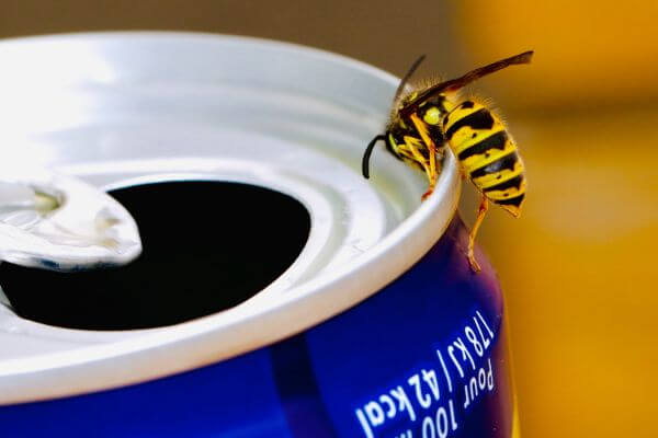 PEST CONTROL BERKHAMSTED, Hertfordshire. Pests Our Team Eliminate - Wasps.
